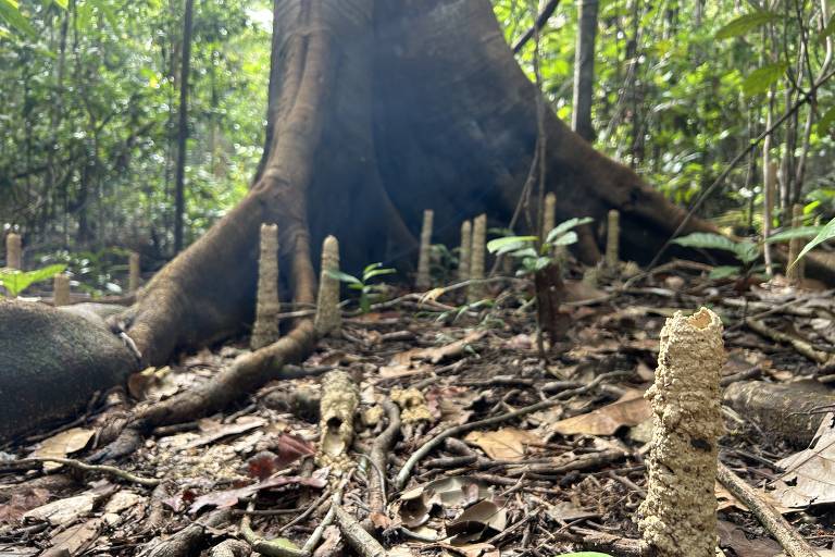 Biomimética amazônica e as torres de cigarra que inspiram sistemas de ventilação passiva em prédios tropicais 1