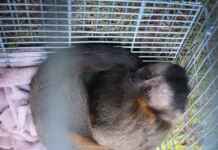 Por que a criação de animais como o macaco-prego em ambiente doméstico é desencorajada por especialistas em fauna silvestre e conservação da biodiversidade?