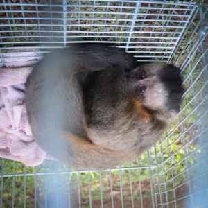 Por que a criação de animais como o macaco-prego em ambiente doméstico é desencorajada por especialistas em fauna silvestre e conservação da biodiversidade?