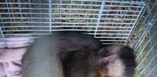 Por que a criação de animais como o macaco-prego em ambiente doméstico é desencorajada por especialistas em fauna silvestre e conservação da biodiversidade?