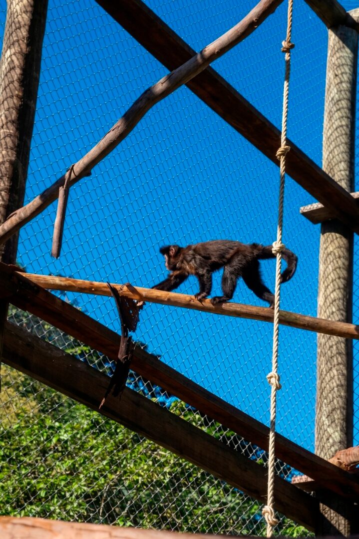 Por que a criação de animais como o macaco-prego em ambiente doméstico é desencorajada por especialistas em fauna silvestre e conservação da biodiversidade? 2 2026 04 10 novo lar macaco prego em recinto amplo e com ambientacao adequada