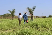 Recuperação florestal vira estratégia para transformar territórios no Pará