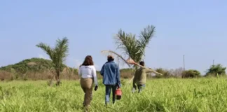 Recuperação florestal vira estratégia para transformar territórios no Pará