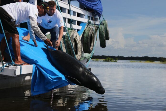 Projeto Peixe-boi atinge recorde histórico com 59 animais devolvidos à natureza 2 25032019190653 PEIXE BOI 696x464 1