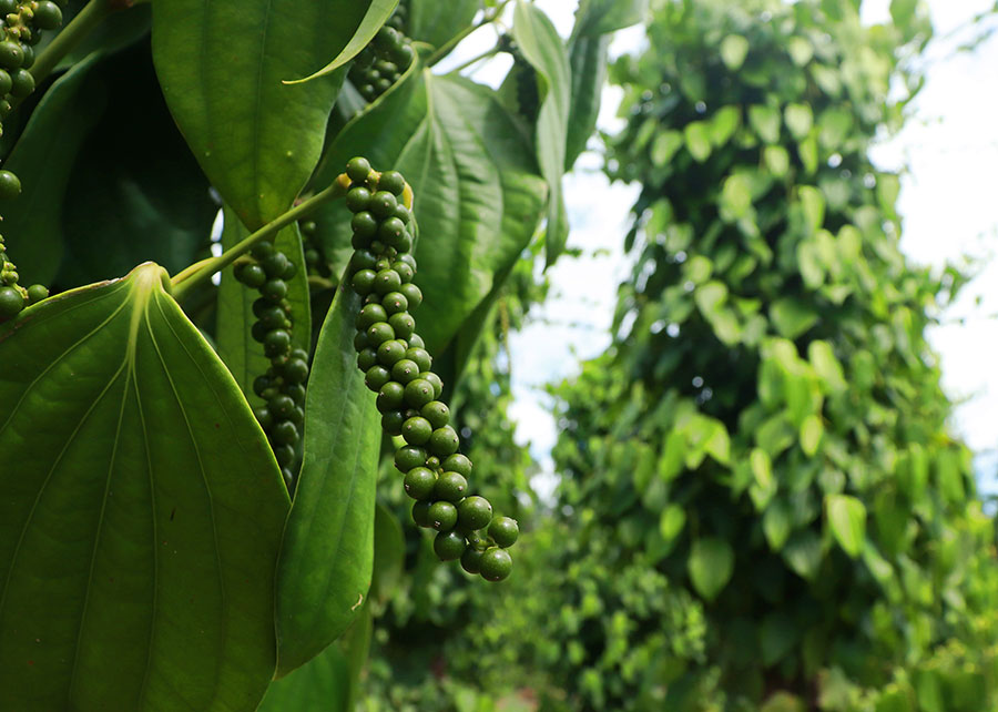 260331 BacteriaPimenta do Reino Ronaldo Rosa Cultivar Guajarina