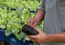 Bactérias aceleram crescimento de raízes de pimenta em até trezentos por cento