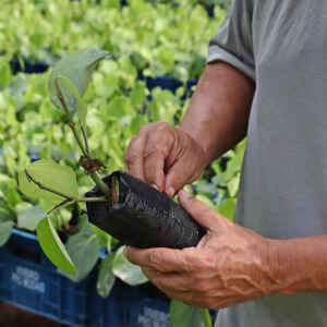 Bactérias aceleram crescimento de raízes de pimenta em até trezentos por cento