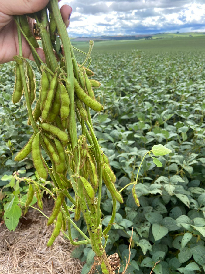 Nova soja convencional BRS 579 com tecnologia STS oferece escudo genético contra herbicidas e alta produtividade para produtores de Mato Grosso. 2 260407 NovaSoja Embrapa vagens de soja vertical