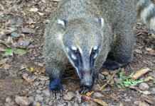 Quati e a zoocoria: como a proteção desse dispersor de sementes garante a sobrevivência das florestas tropicais e a regeneração natural dos biomas.