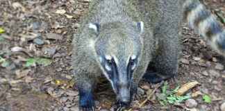Quati e a zoocoria: como a proteção desse dispersor de sementes garante a sobrevivência das florestas tropicais e a regeneração natural dos biomas.