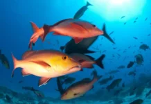 Nova lista de espécies ameaçadas revela mudanças profundas nos rios e mares brasileiros