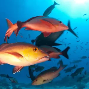 Nova lista de espécies ameaçadas revela mudanças profundas nos rios e mares brasileiros