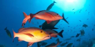 Nova lista de espécies ameaçadas revela mudanças profundas nos rios e mares brasileiros