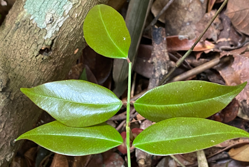 Copaíba-vermelha revela potencial da floresta na busca por novos antivirais 1 57906