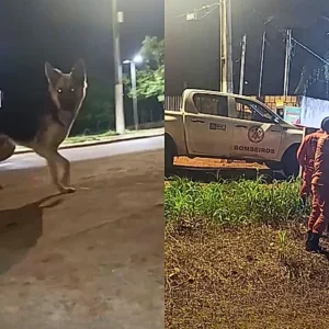O incrível pedido de socorro de um cão que tocou o coração de milhares ao salvar seu amigo pitbull cego