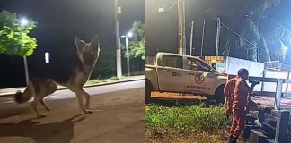 O incrível pedido de socorro de um cão que tocou o coração de milhares ao salvar seu amigo pitbull cego