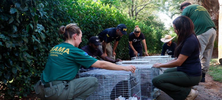 Por que a criação de animais como o macaco-prego em ambiente doméstico é desencorajada por especialistas em fauna silvestre e conservação da biodiversidade? 1 6e568e1c 7d01 44df 94a4 5ce28505c83c