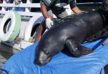 Projeto Peixe-boi atinge recorde histórico com 59 animais devolvidos à natureza