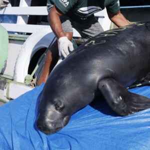 Projeto Peixe-boi atinge recorde histórico com 59 animais devolvidos à natureza