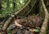 A majestosa surucucu-pico-de-jaca domina as florestas densas do Pará como a maior serpente venenosa de todas as Américas surucucu-pico-de-jaca camuflada entre folhas secas e raízes de uma sumaúma gigante na floresta amazônica