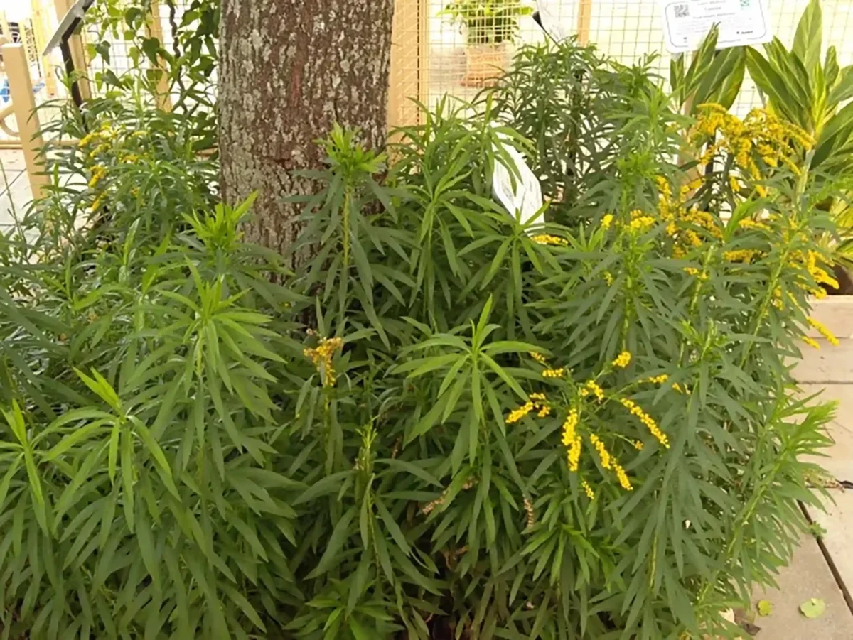 Esta imagem captura com precisão a essência da Arnica Brasileira (Solidago microglossa), focando na matéria-prima que impulsiona a inovação científica descrita no texto