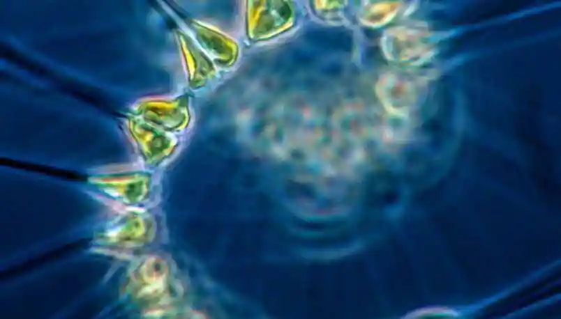Além de gerar metade do oxigênio da nossa atmosfera, o fitoplâncton é fundamental para a exportação e o armazenamento de carbono nas profundezas do oceano. Um novo estudo ajuda a prever as variações da razão de Redfield