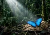 Borboletas revelam o avanço invisível do caos Borboleta Morpho azul vibrante pousada em uma folha seca na floresta amazônica iluminada por feixe de luz solar denso e esfumaçado