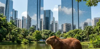 Capivara vira símbolo de convivência urbana em cidades do Brasil Capivaras nas cidades: como elas conquistaram o asfalto