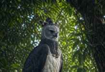 Gavião real e florestas contínuas revelam a força silenciosa do maior predador do dossel amazônico