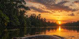 Pirarucu gigante e rios amazônicos revelam adaptação extrema de peixe que respira ar para sobreviver