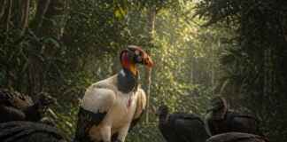 Abutres do Novo Mundo e rios amazônicos revelam o papel vital dos sanitaristas da floresta