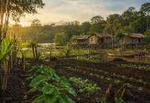 Agricultura familiar e várzea do Solimões revelam modelo produtivo que conserva floresta e sustenta comunidades amazônicas