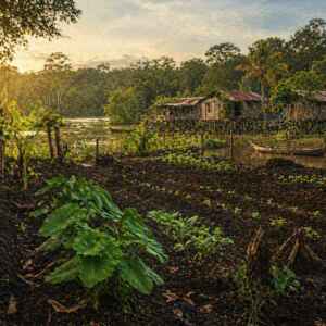 Agricultura familiar e várzea do Solimões revelam modelo produtivo que conserva floresta e sustenta comunidades amazônicas