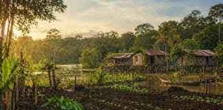 Agricultura familiar e várzea do Solimões revelam modelo produtivo que conserva floresta e sustenta comunidades amazônicas