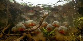 O enigma da serpente que ignora o ataque das piranhas Cobra-d'água capturando um pequeno caracídeo entre raízes submersas de um igapó.