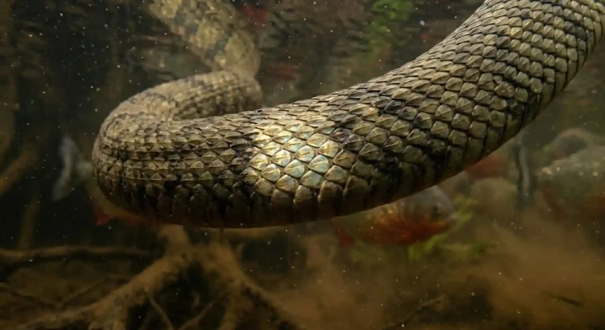Cobra-d'água capturando um pequeno caracídeo entre raízes submersas de um igapó