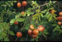 Copaíba-vermelha revela potencial da floresta na busca por novos antivirais