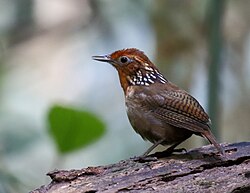 Por que o canto do uirapuru-verdadeiro é considerado o mais sofisticado da avifauna amazônica? 1 Cyphorhinus arada arada Musician wren Pte. Figueiredo Amazonas Brazil