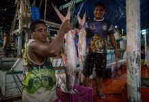 Peixes migratórios e o colapso na Amazônia: por que a perda de 81% da ictiofauna global ameaça a segurança alimentar e a economia regional.