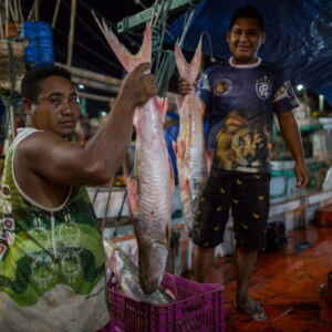 Peixes migratórios e o colapso na Amazônia: por que a perda de 81% da ictiofauna global ameaça a segurança alimentar e a economia regional.
