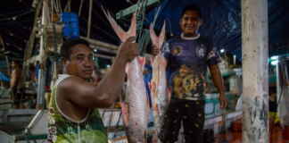 Peixes migratórios e o colapso na Amazônia: por que a perda de 81% da ictiofauna global ameaça a segurança alimentar e a economia regional.