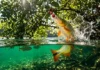 La piraputanga y el turismo de observación en ríos de agua cristalina Fotografia subaquática em estilo National Geographic