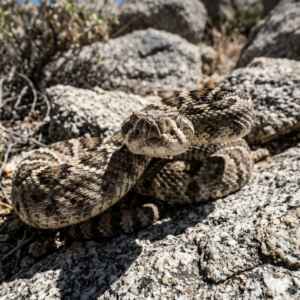 Entenda por que a pequena cascavel-tigre possui um dos venenos mais letais da América.