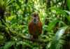 Por que o canto do uirapuru-verdadeiro é considerado o mais sofisticado da avifauna amazônica?