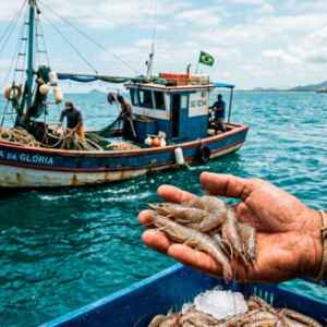 Período de defeso do camarão rosa resulta em prisões e apreensões pela polícia federal no rio de janeiro