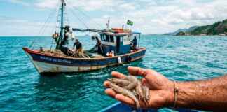 Período de defeso do camarão rosa resulta em prisões e apreensões pela polícia federal no rio de janeiro