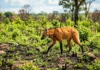 Lobo-guará lidera o retorno da vida no Cerrado