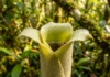 As fascinantes plantas carnívoras que dominam a Amazônia A planta carnívora da Amazônia que devora presas gigantes