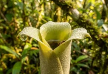 Las plantas carnívoras que cazan en el suelo amazónico A planta carnívora da Amazônia que devora presas gigantes