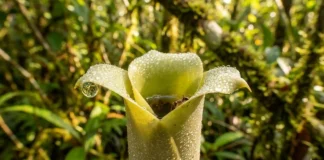As fascinantes plantas carnívoras que dominam a Amazônia A planta carnívora da Amazônia que devora presas gigantes